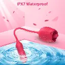 5.webp